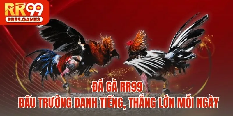 Đá gà RR99 - Đấu trường danh tiếng, thắng lớn mỗi ngày