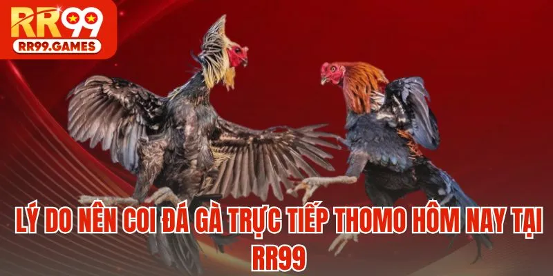 Lý do nên coi đá gà trực tiếp Thomo hôm nay tại RR99